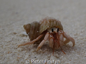 Hermit crab by Pieter Firlefyn 